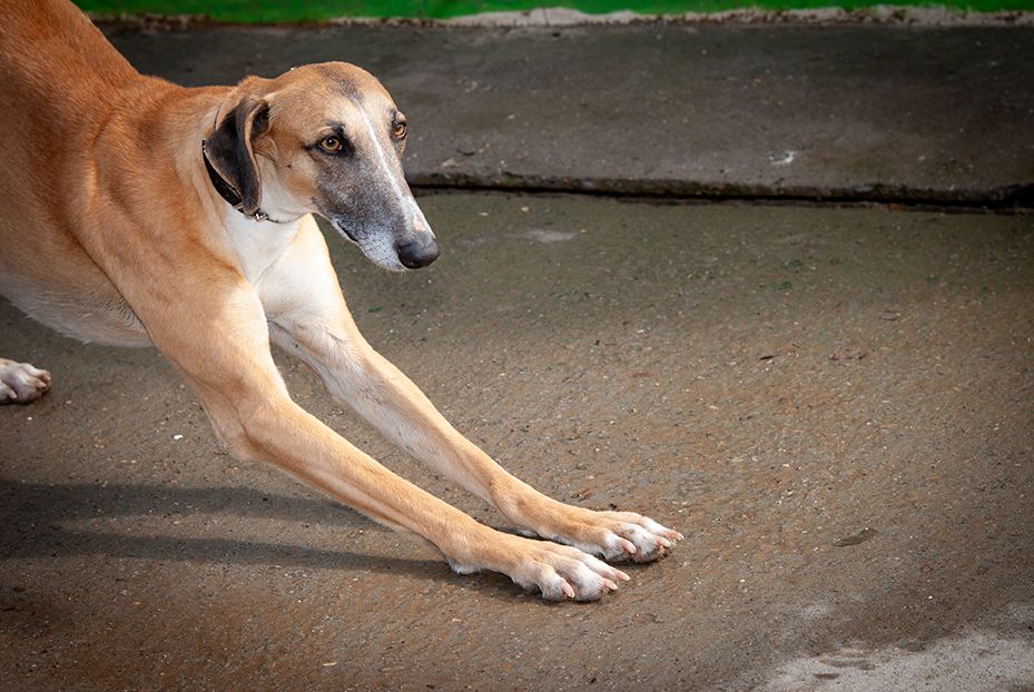 Whatsapp image 2026 03 11 at 10 41 55