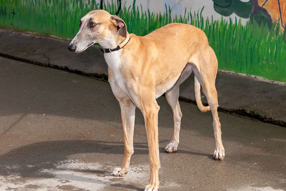 Whatsapp image 2026 03 11 at 10 41 53