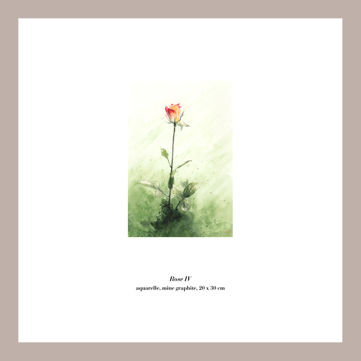 Roseiv