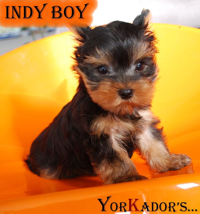 Indy boy
