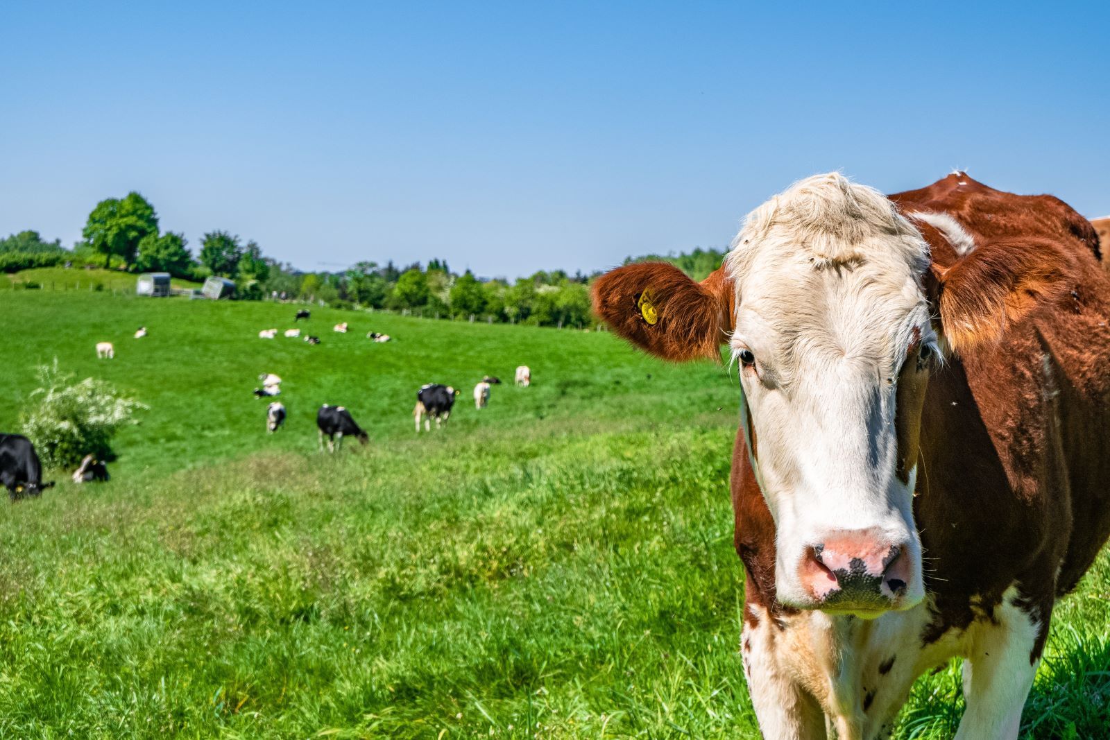 Vache-pre