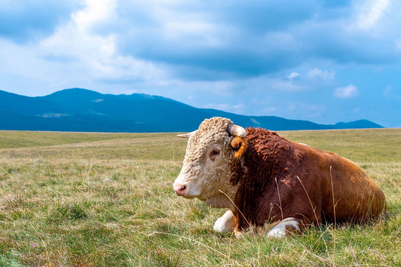 Vache-couchee