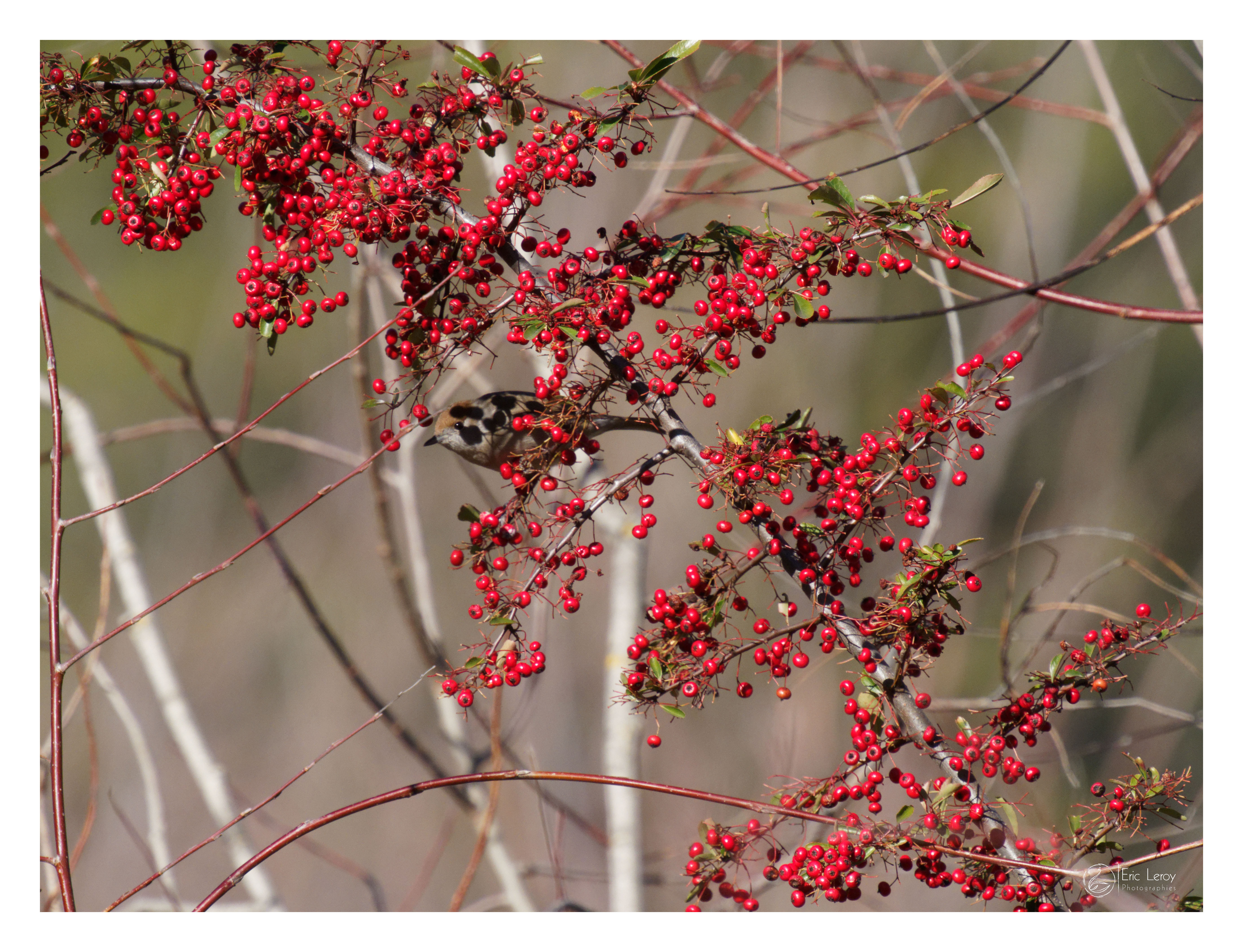 Pc260130zoom 