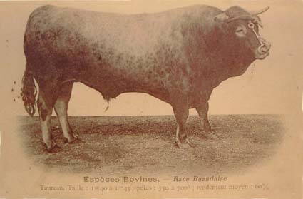 Boeuf photo ancienne
