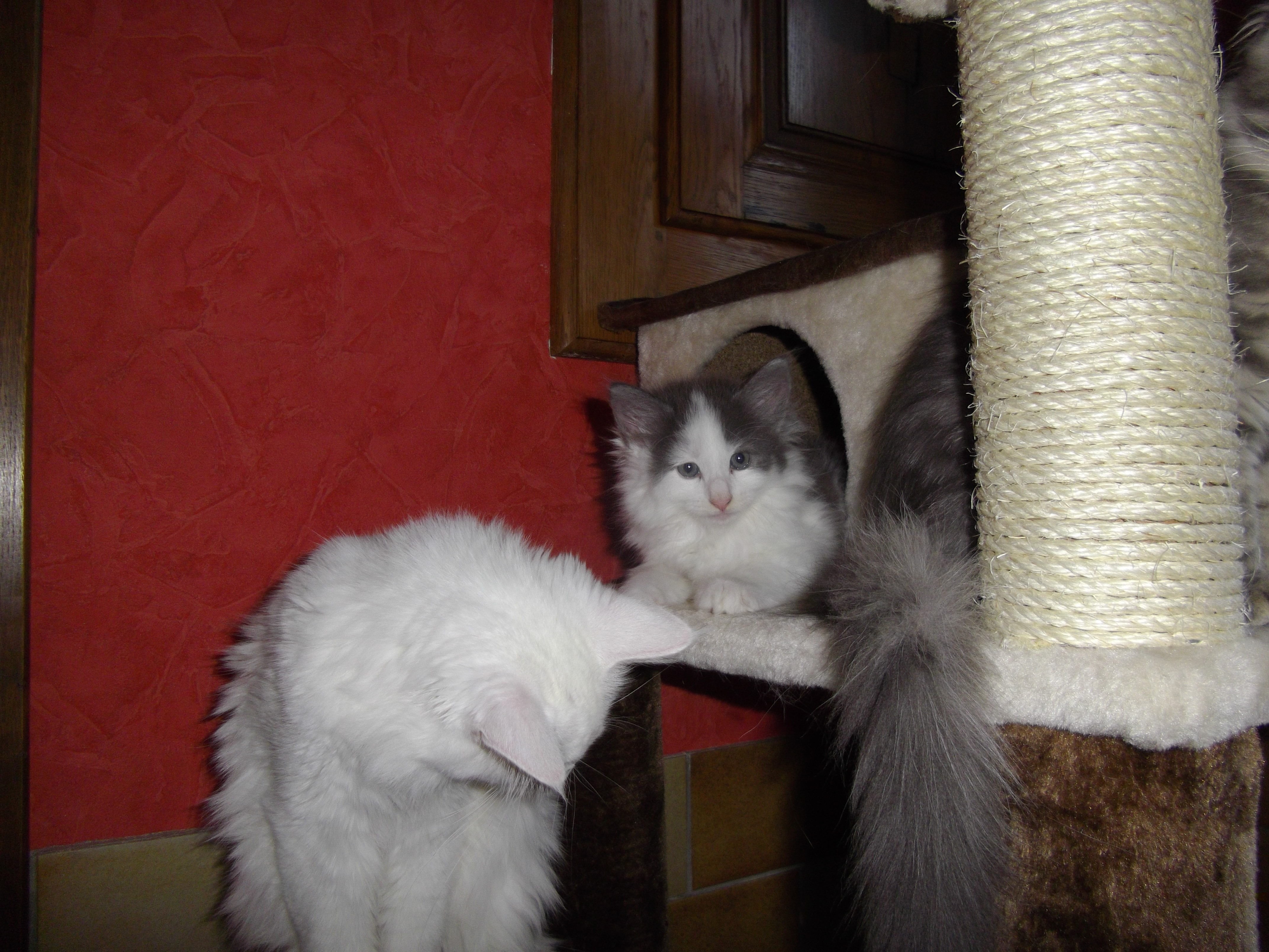 Imgp0342