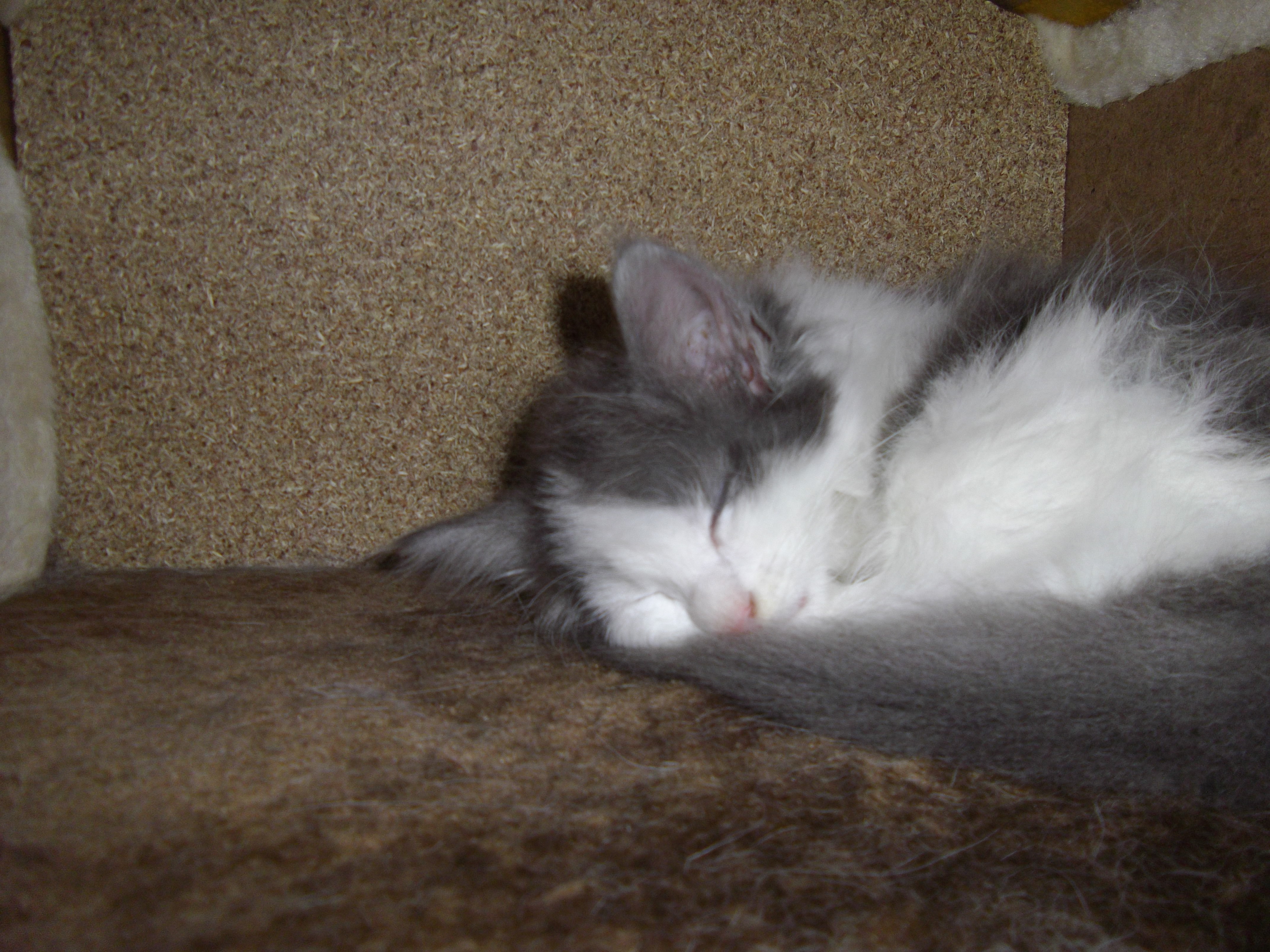 Imgp0429
