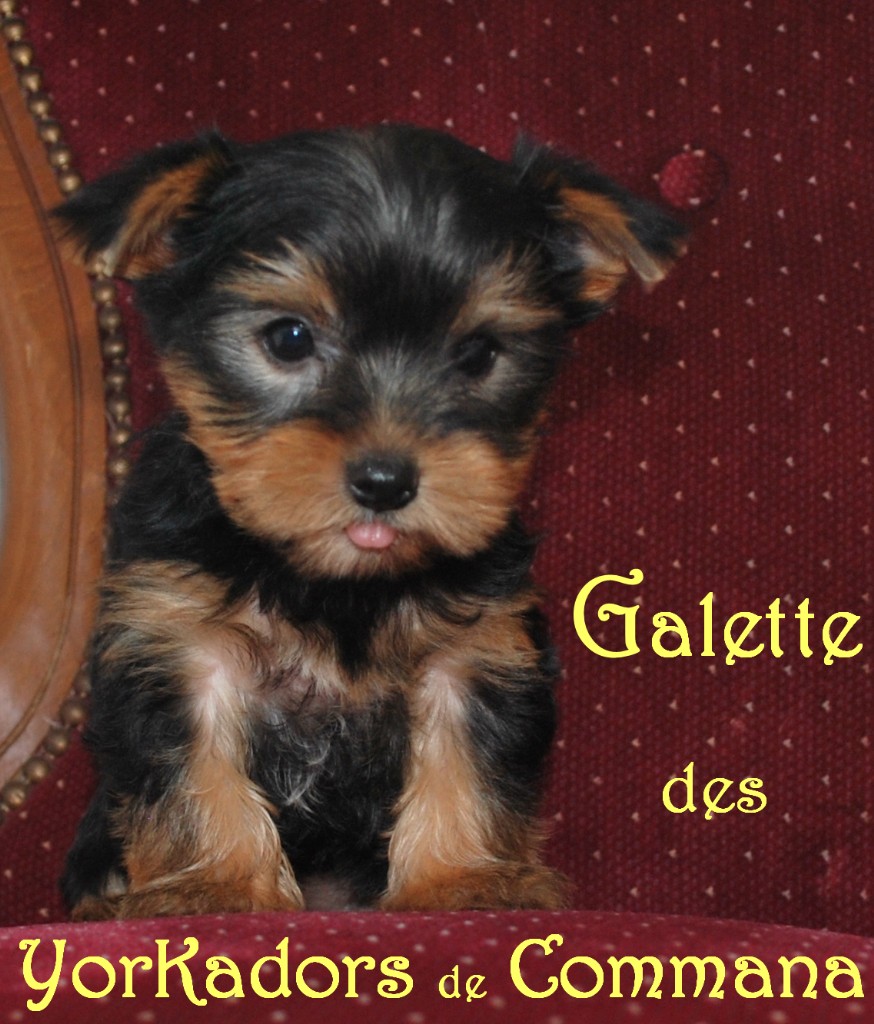 Galette