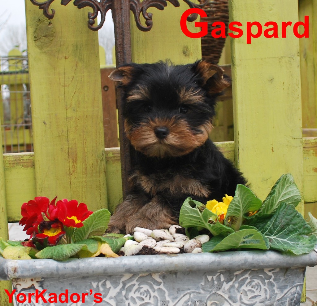 Gasparddepart