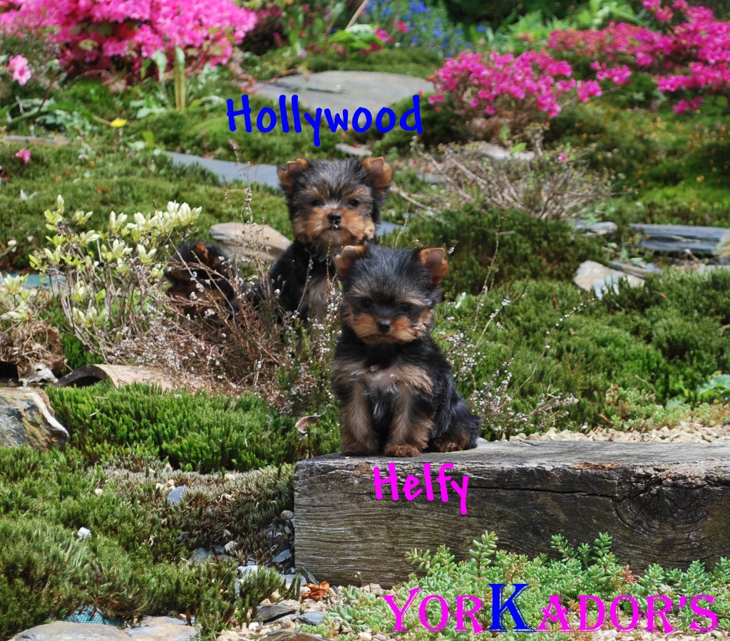 Helfy holliwood14512
