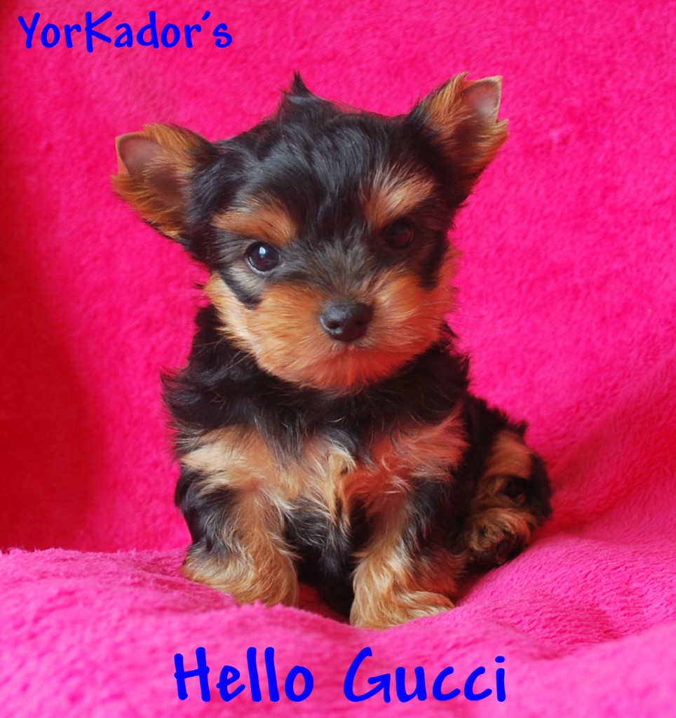 Hellogucci070827092012