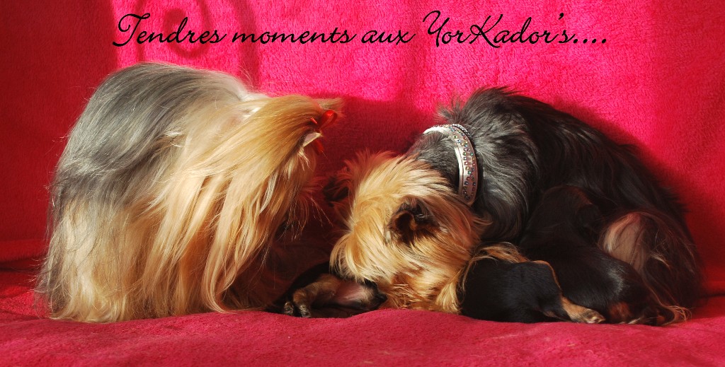 Tendremoments
