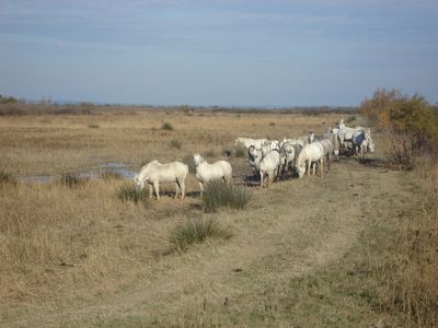 Chevaux edited