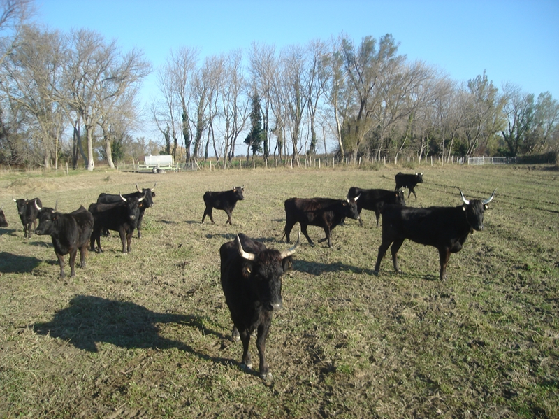 Vaches edited