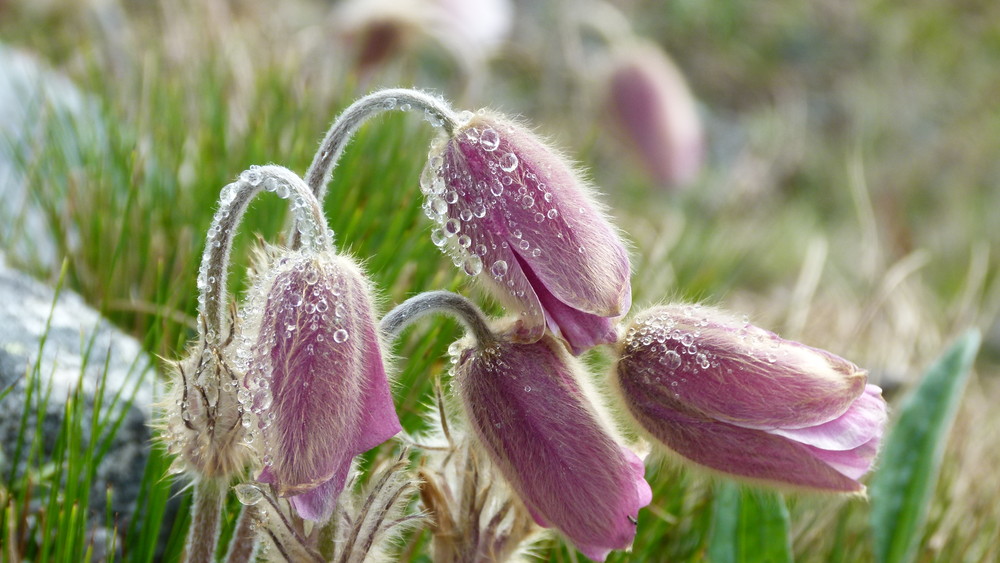 Etape 5  – Glittertind