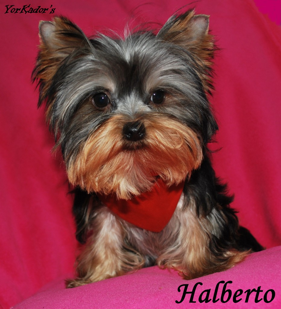 Halberto