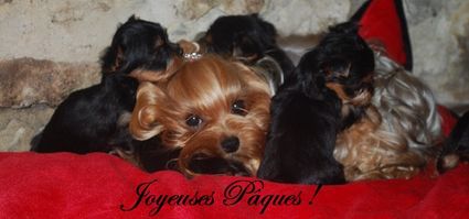 Joyeusespaques 