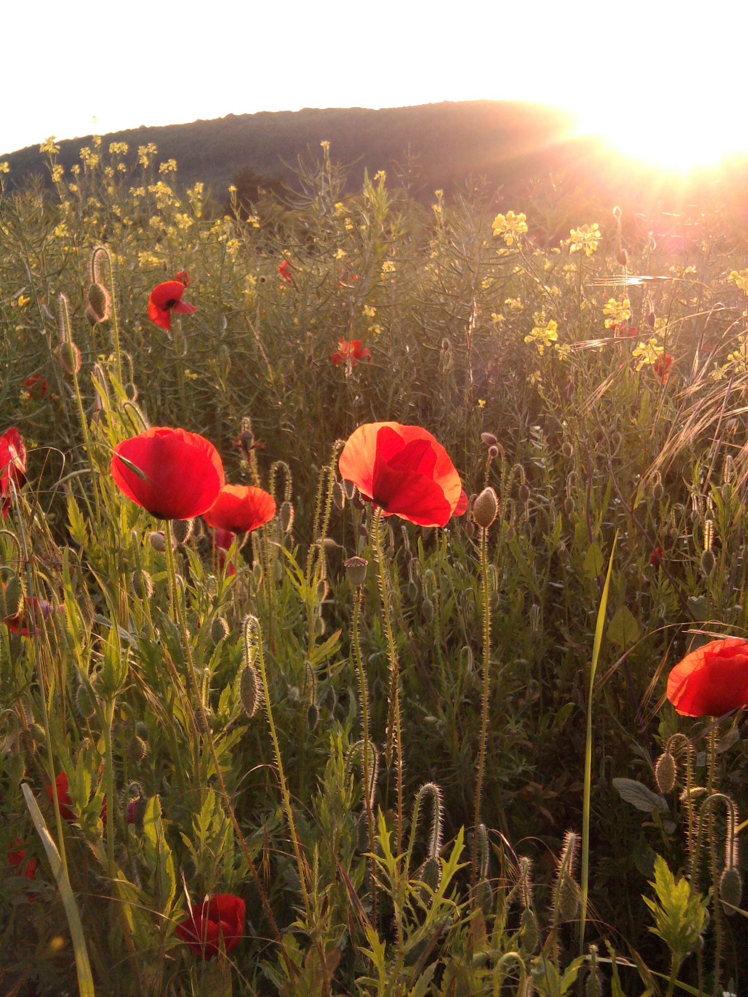 Coquelicots