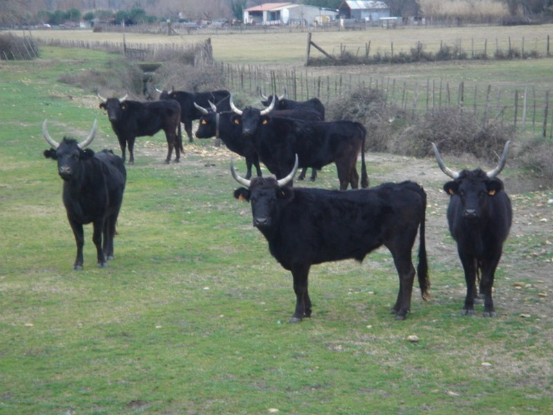 Taureau