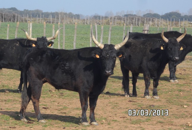 2013 03 03 la galere cg 16 extraite