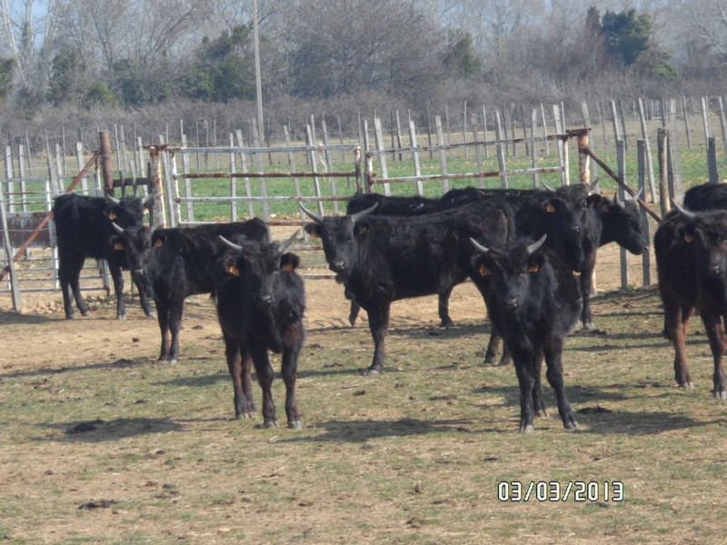 2013 03 03 la galere cg 9 