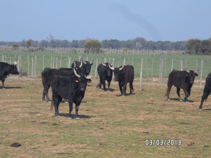 2013 03 03 la galere cg 22 
