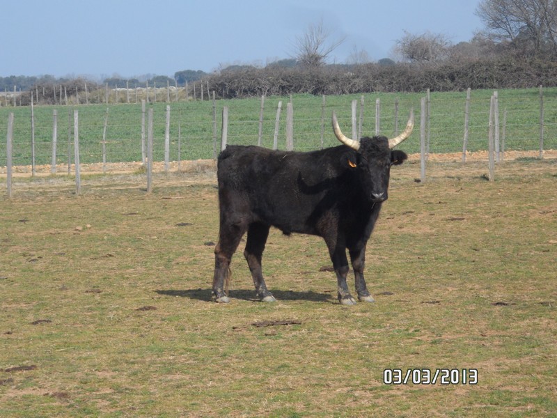 2013 03 03 la galere cg 25 