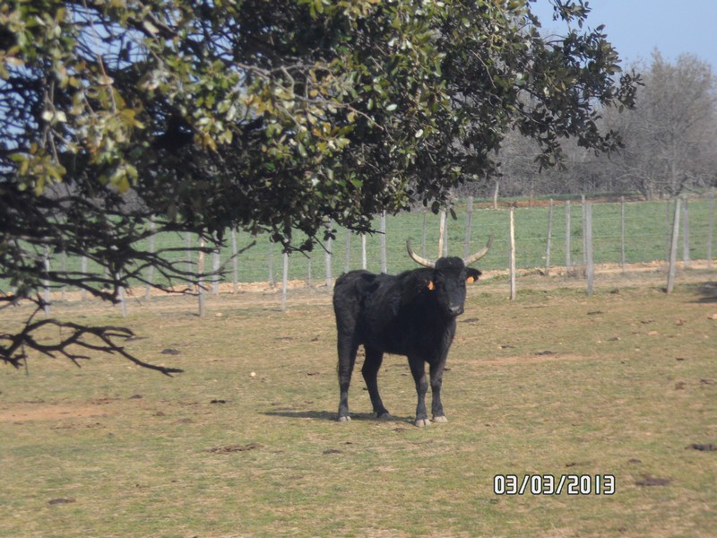 2013 03 03 la galere cg 26 
