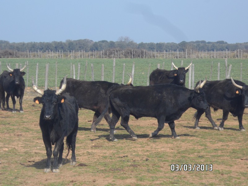 2013 03 03 la galere cg 21 