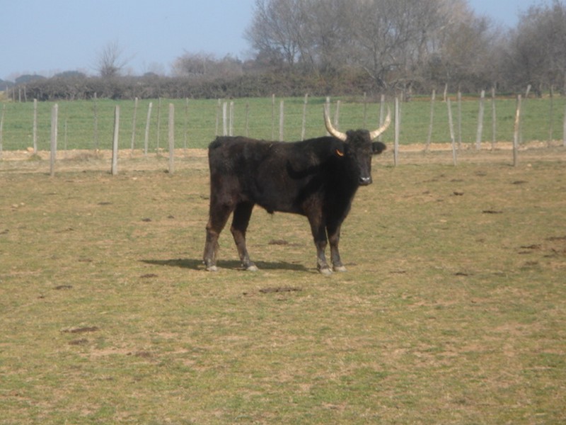 2013 03 03 la galere cb 17 