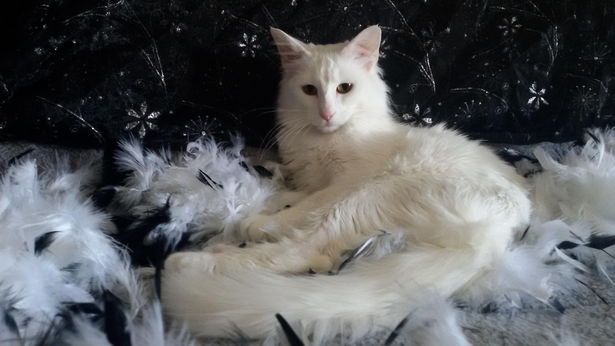 Immortal kitty