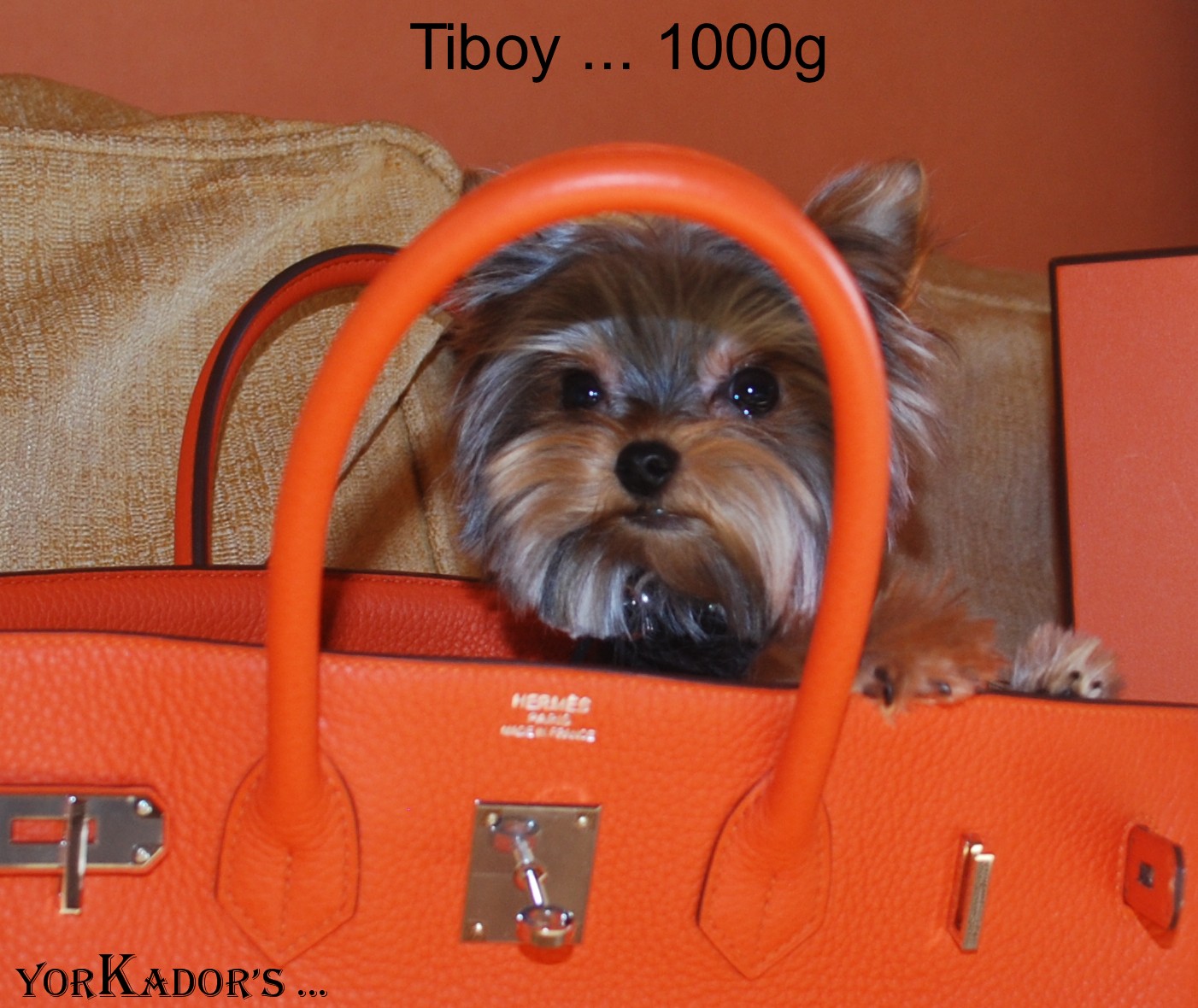 Tiboy