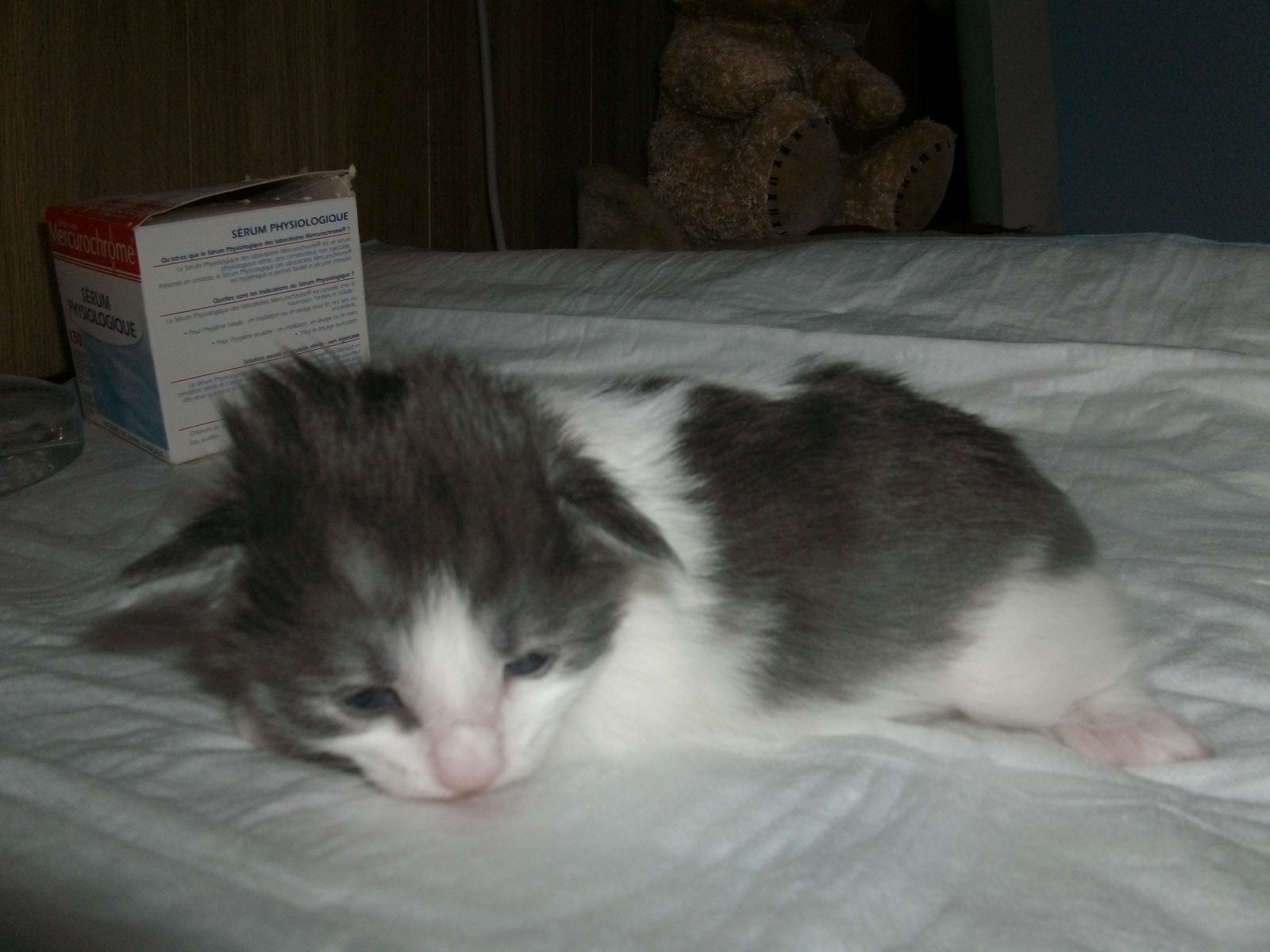 Imgp0232