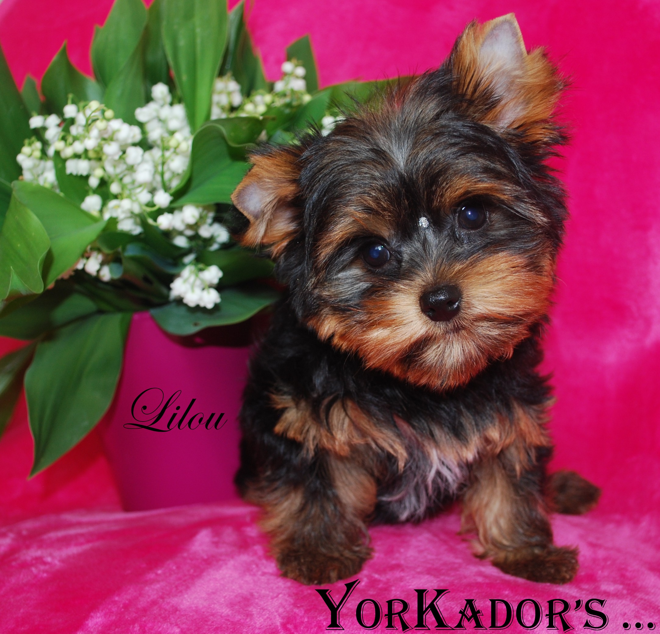 Lilou