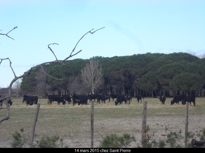 2015 03 14 st pierre 13 