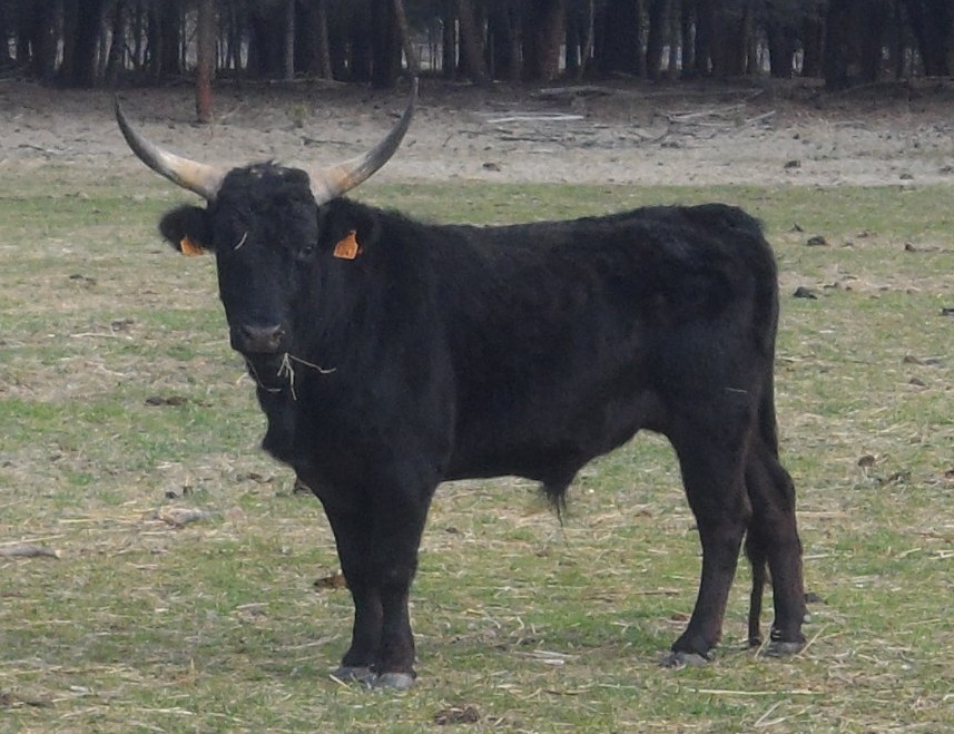 2015 03 14 st pierre 3 