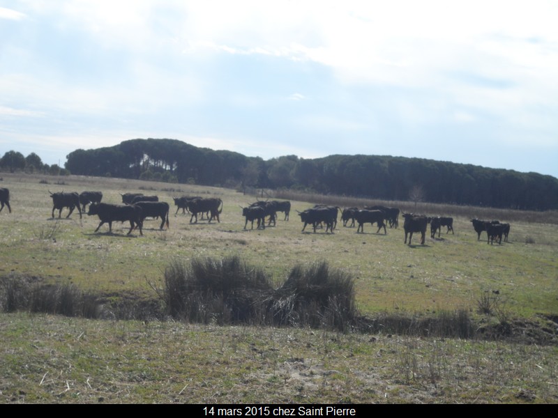 2015 03 14 st pierre 60 