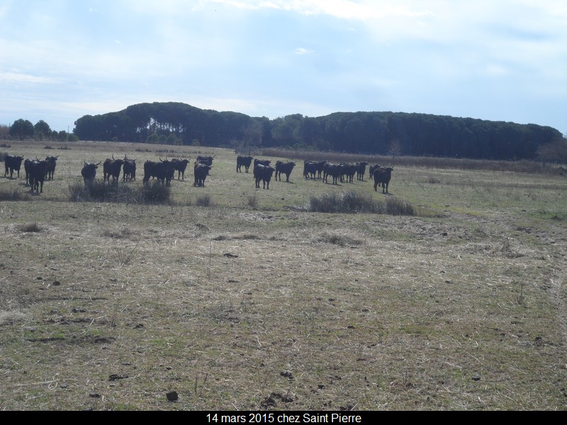 2015 03 14 st pierre 58 