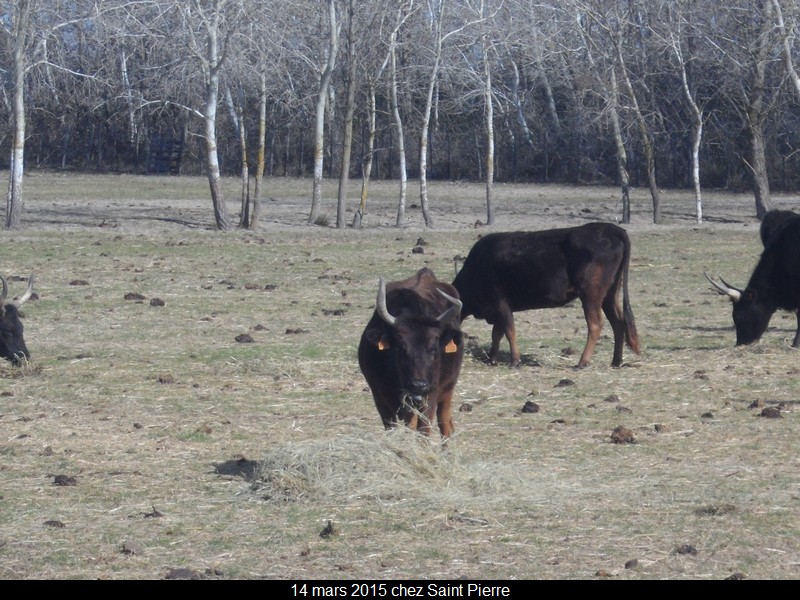 2015 03 14 st pierre 53 