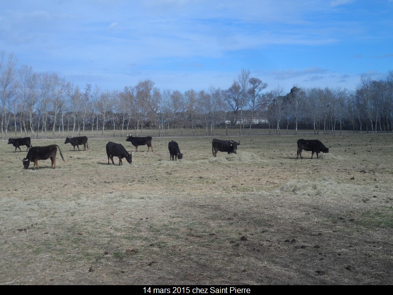 2015 03 14 st pierre 50 