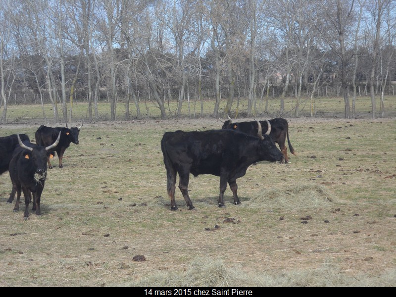 2015 03 14 st pierre 48 