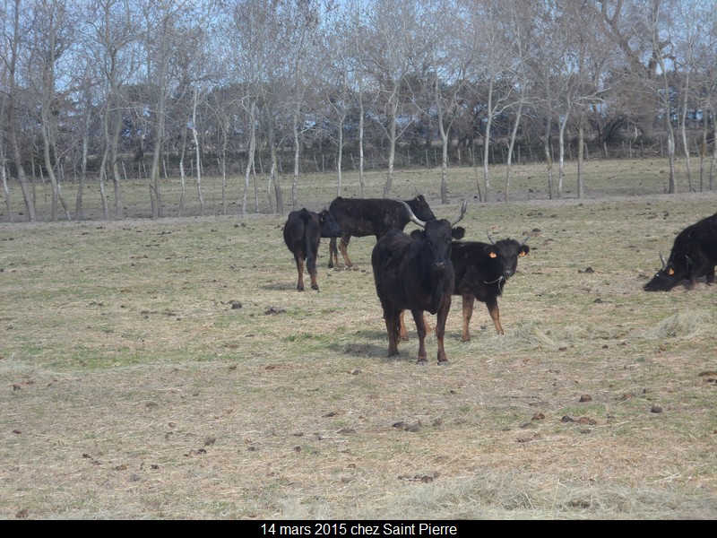 2015 03 14 st pierre 47 