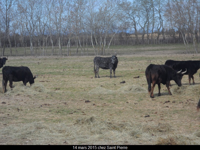 2015 03 14 st pierre 46 