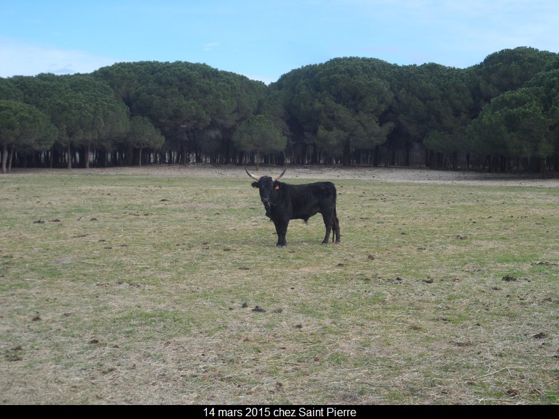 2015 03 14 st pierre 40 
