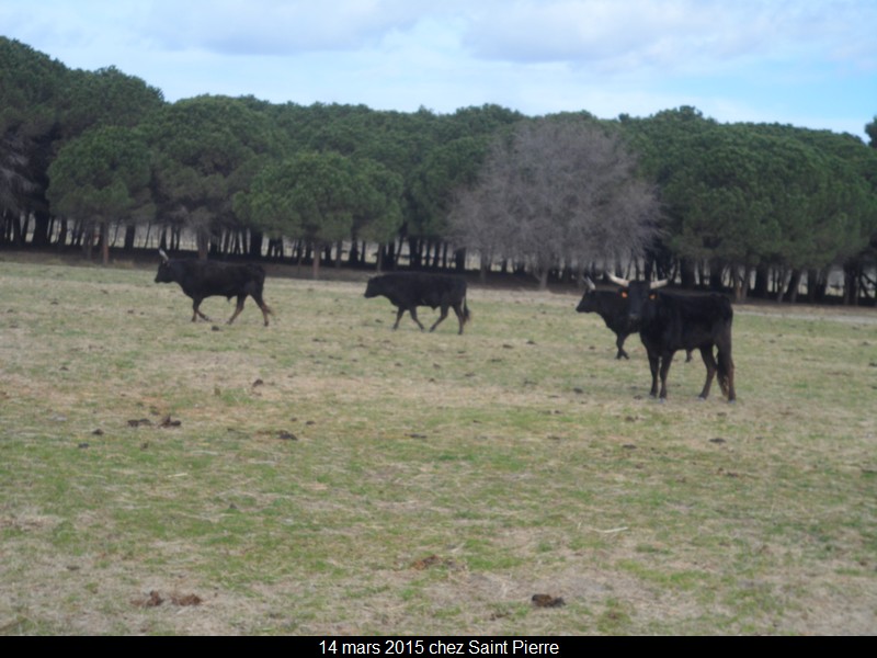 2015 03 14 st pierre 39 