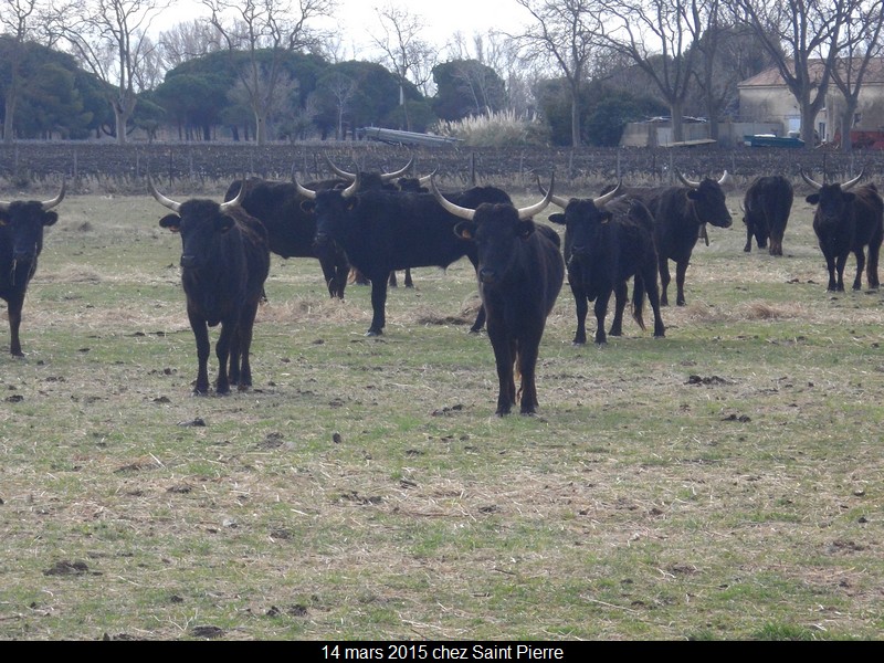 2015 03 14 st pierre 32 