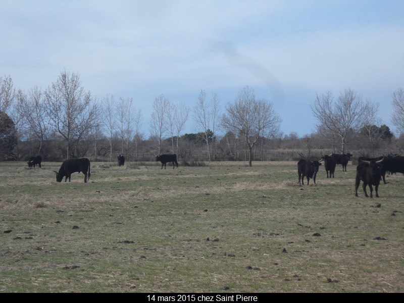 2015 03 14 st pierre 30 