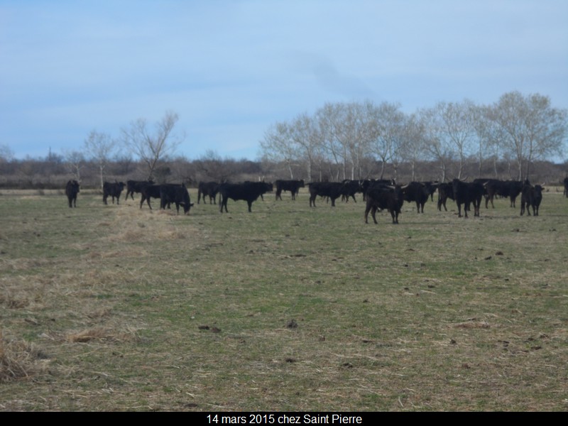 2015 03 14 st pierre 29 
