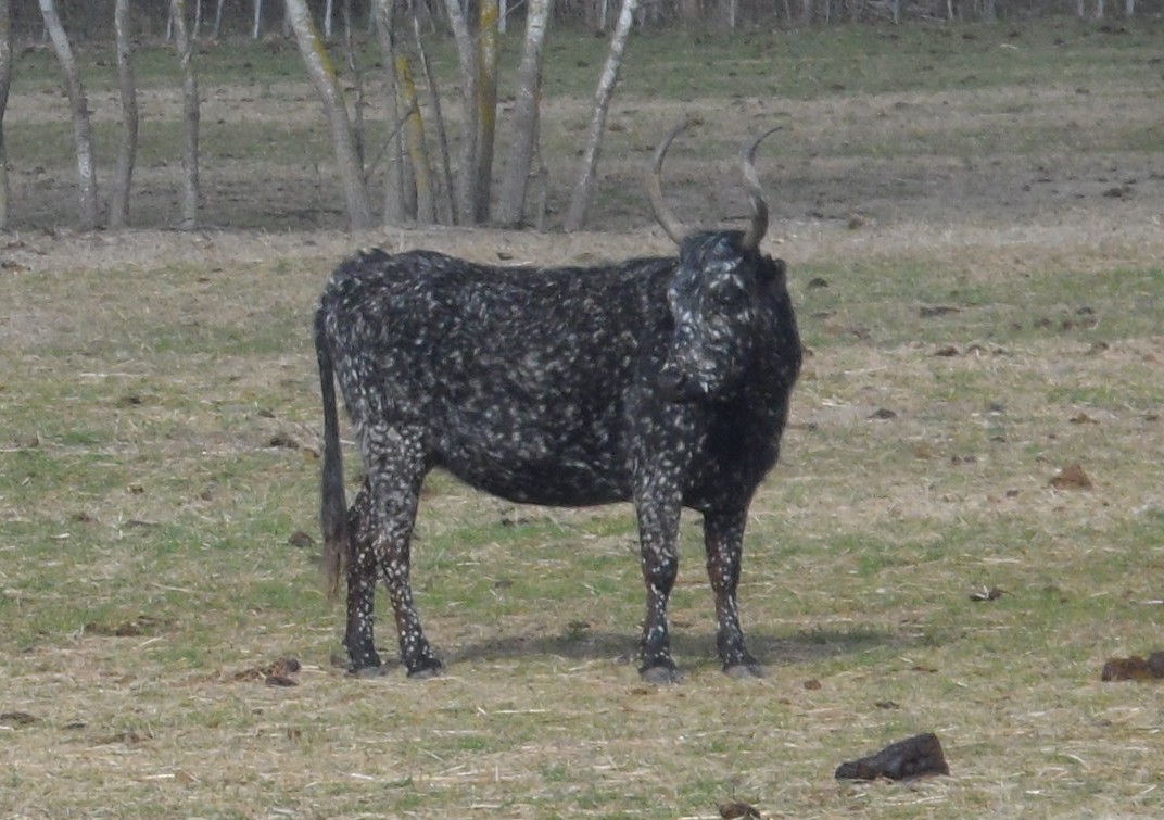 2015 03 14 st pierre 2 