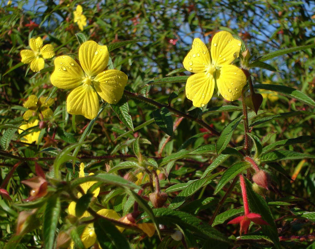 Ludwigia octovalvis5
