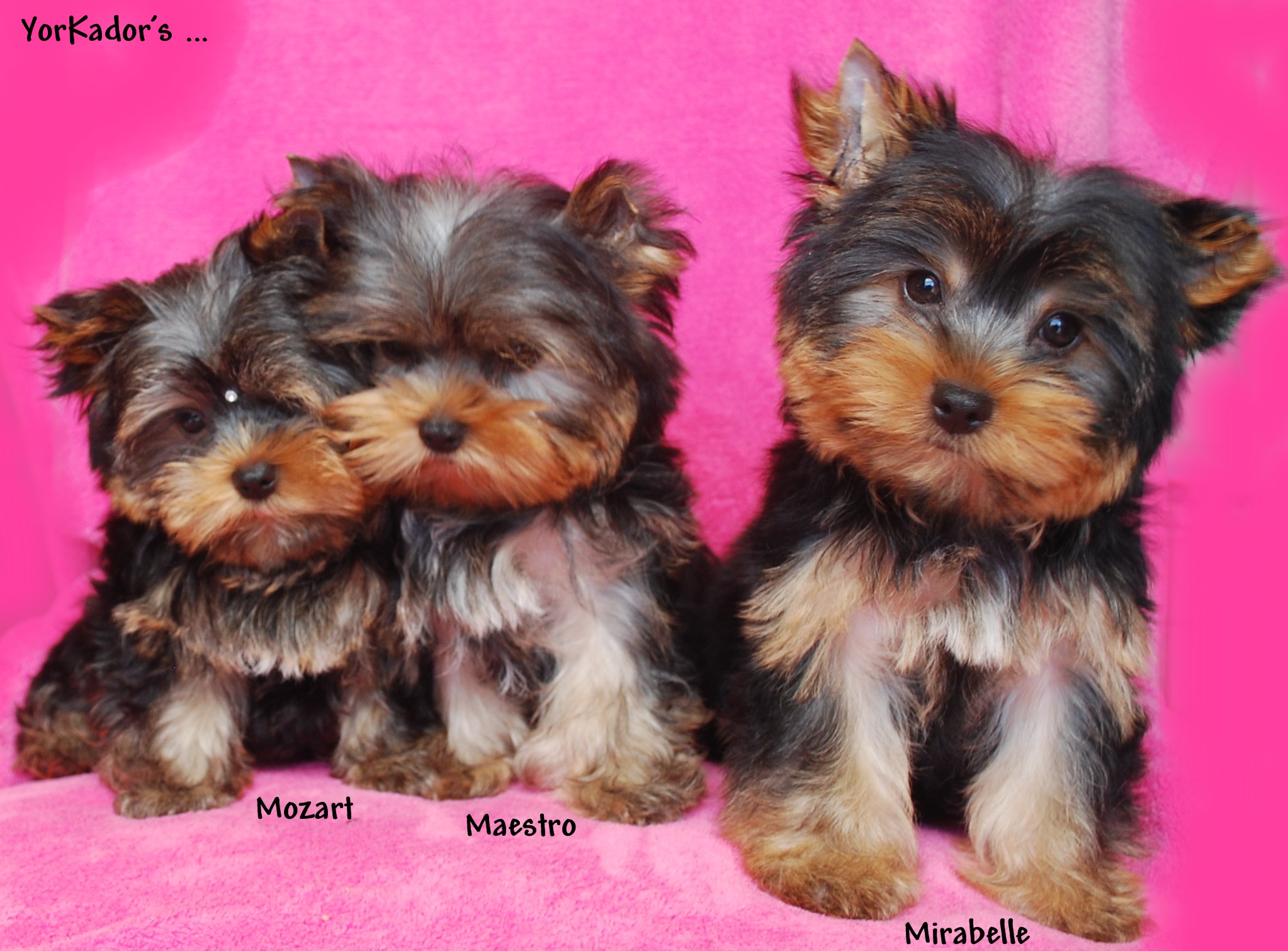 3bblolli